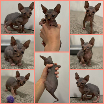 Rare SPHYNX kittens ready to leave TODAY