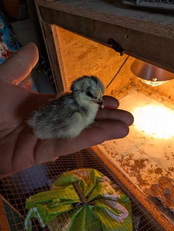 Lavender Pekin bantam chicks