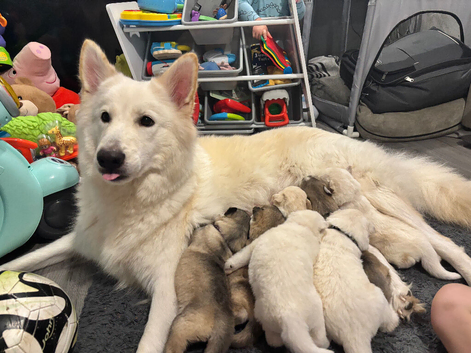 7 husky's for sale