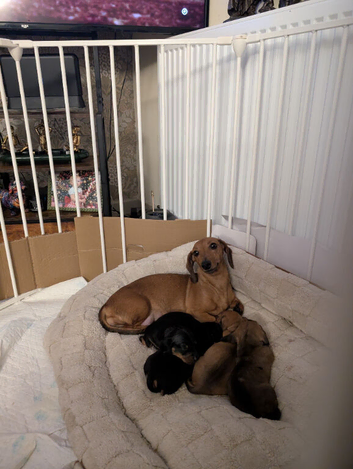 Miniature dachshunds