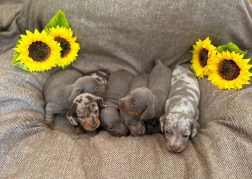 Gorgeous Miniature Dacshunds