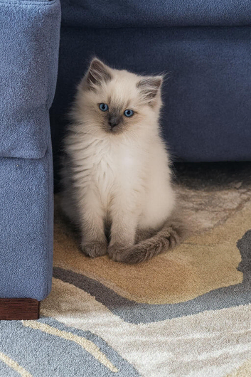 Beautiful Ragdoll kittens looking for new homes