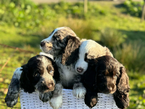 4 gorgeous cocker pups for sale