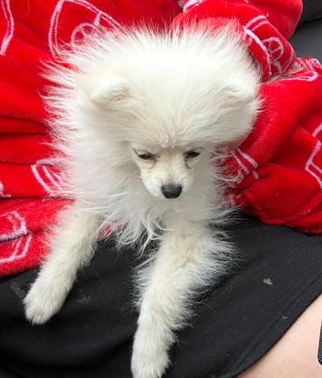 male pomeranian