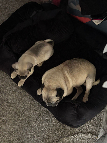 Pugs 12 week  old looking for forever homes