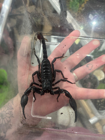 Borneo Forest Scorpion