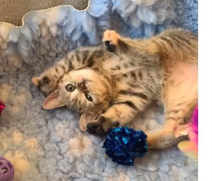 BSH Pedigree Silver Cross bundles of love