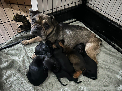 French bull dog x springer spaniel puppies