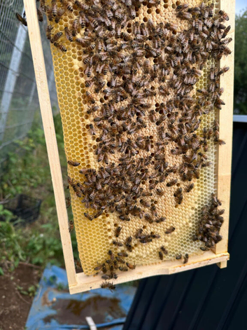 9 Frames Langstroth Nuc - Buckfast 2026 Mated Colonies.