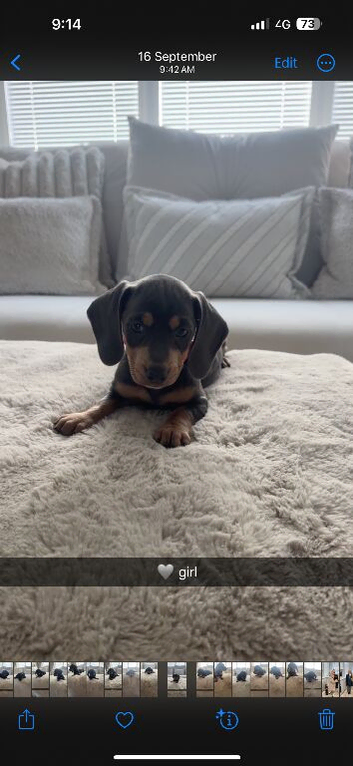 9 beautiful dachshund puppies