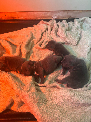 Blue staff puppy's
