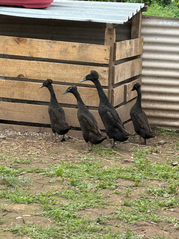 Female Indian runner ducks