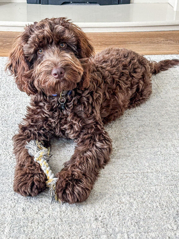 Cockapoo male, 6 month old