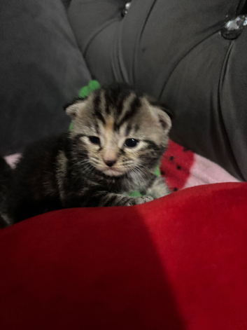 Bengal kittens available now