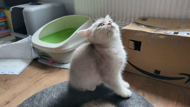 Scottish straight kittens