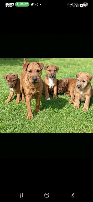 Lakeland terriers  puppies  READY TO GO NOW