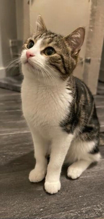 Female cat looking for rehome