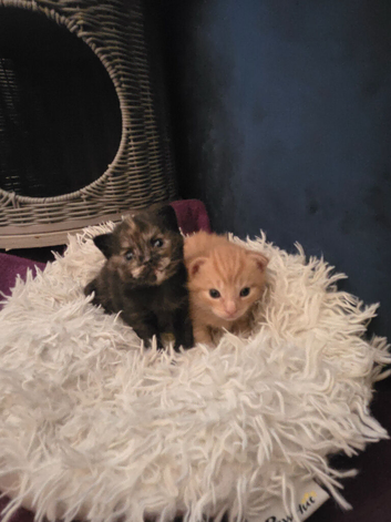 1 boy 1 girl looking for forever home