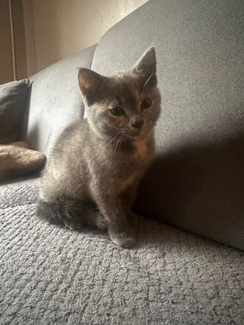Beautiful kitten