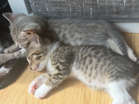 Bengal cross kittens