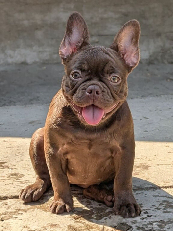 Beautiful french bulldog, fluffy & pink carrier