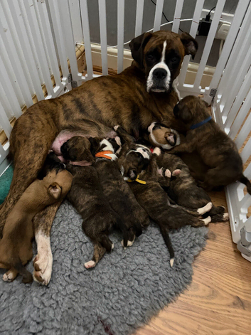 Kc Boxer puppies