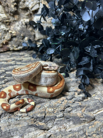 Jungle Common Boas at Birmingham Reptiles