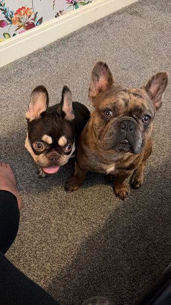 frenchie puppies