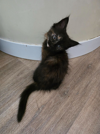 2 kittens ready to leave