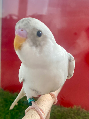 Young budgie