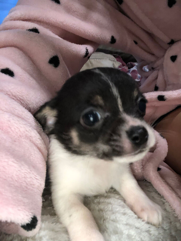 Beautiful Boi Chihuahua