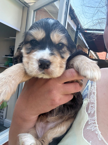 Rare Coloured Show-Type Cocker Spaniel Puppies