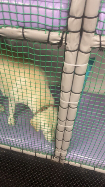 Female lab