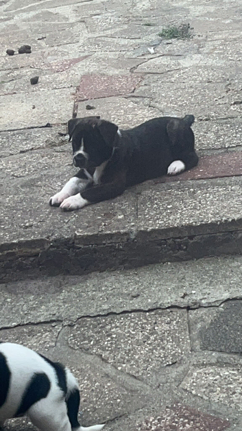 Bullkita American bulldog and American Akita mix