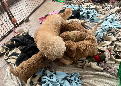 Cavachon x toy poodle puppies