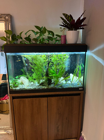 Fluval 120L fish tank, stand and fish