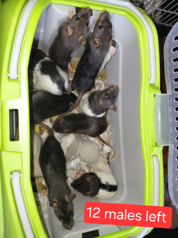 simise rats topeard 12 males n 5 females left
