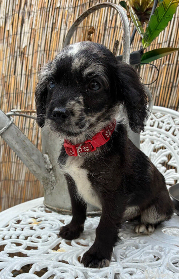 READY NOW beautiful cockapoo boys
