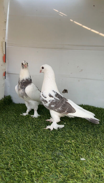 Kurdish pigeons