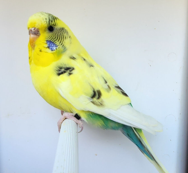 Various Stunning Quality Beautiful Budgies