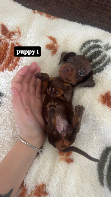 Beautiful mini dachshunds Kc Registered