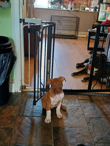 American bully
