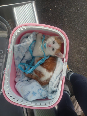 Kitten for sale