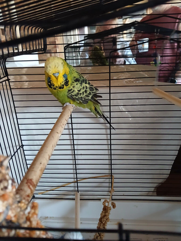 Green budgie