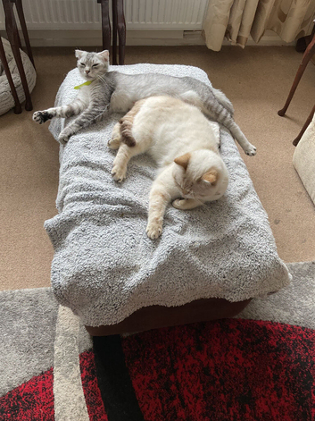 Scottish fold kitten