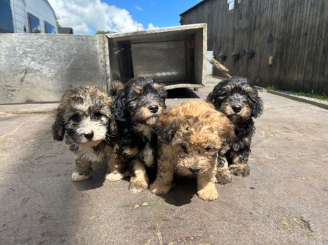 4 Lhasapoos x poodle