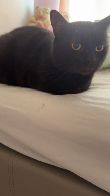 Pure black cat