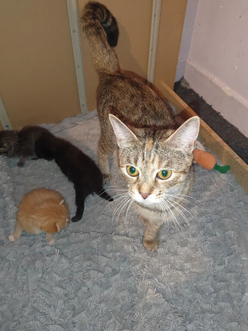 Hi I have lovely kittens looking for home