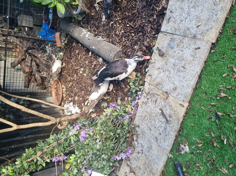 two pairs of muscovy ducks