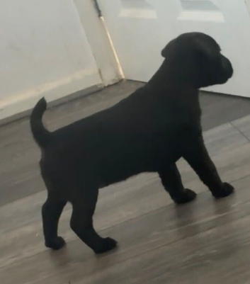 Patterdale puppy for sale female